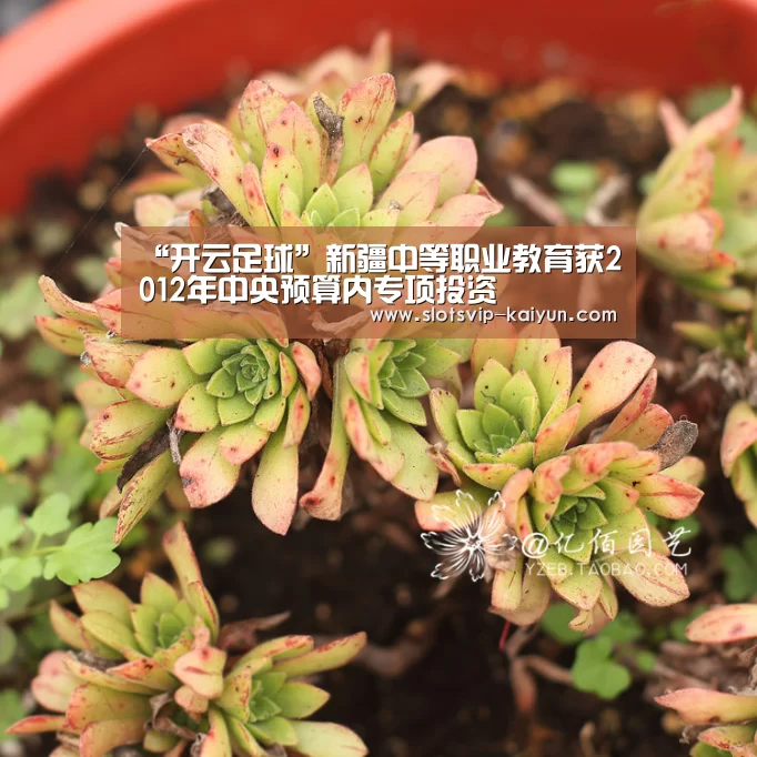 “开云足球”新疆中等职业教育获2012年中央预算内专项投资(图2) 开云足球